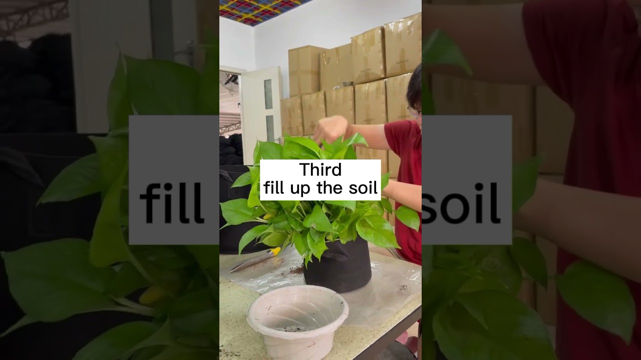 How to transplant your plant to a fabric pot?