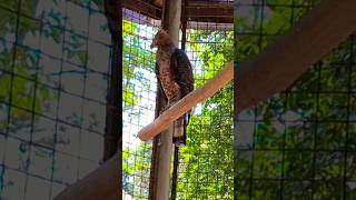 Burung Elang Jawa Dan Cerita Setelah Kejayaanya hewan satwa shorts anak