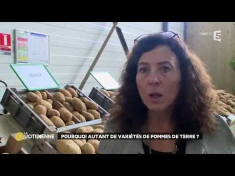 Vidéo: Analyse Des Variétés De Pommes De Terre à La Fin De L'été