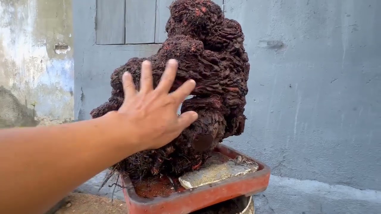 M224 gl cây tùng đá 850k lh0707713796khuongbonsai