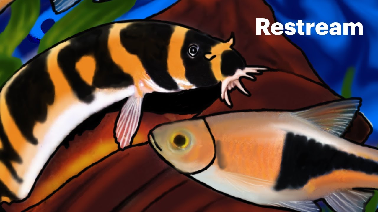 MyFishTanksAQuatics Friday Live Stream 11/21/25