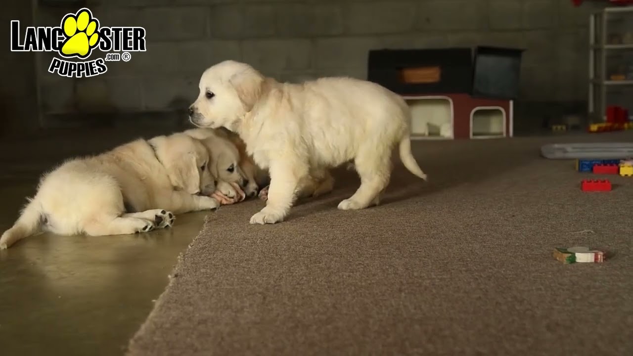 Adorable English Cream Golden Retriever Puppies
