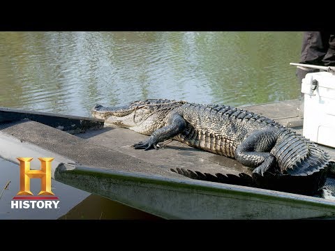 Swamp People: The Molineres Catch Up to Houdini (Season 9, Episode 4) | History