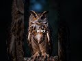 🦉✨ “Silent wings, sharp eyes, and a world of mystery — the owl is nature’s night-time genius!” 🌙🦉