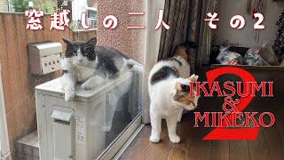 窓越しの二人　その　IKASUMI & MIKEKO