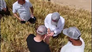 Green Gold Trial Station Khan Bani Saad Apsov Wheat Varieties