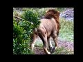 Manywele Male Lion Scent Marking Masaimara 8 December 2025
