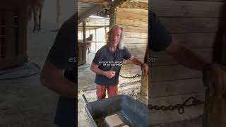 Can I give my horse salt