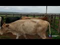 NA VENDA DA VACA GORDA ME SURPREENDE COM O PREÇO DA ARROBA.