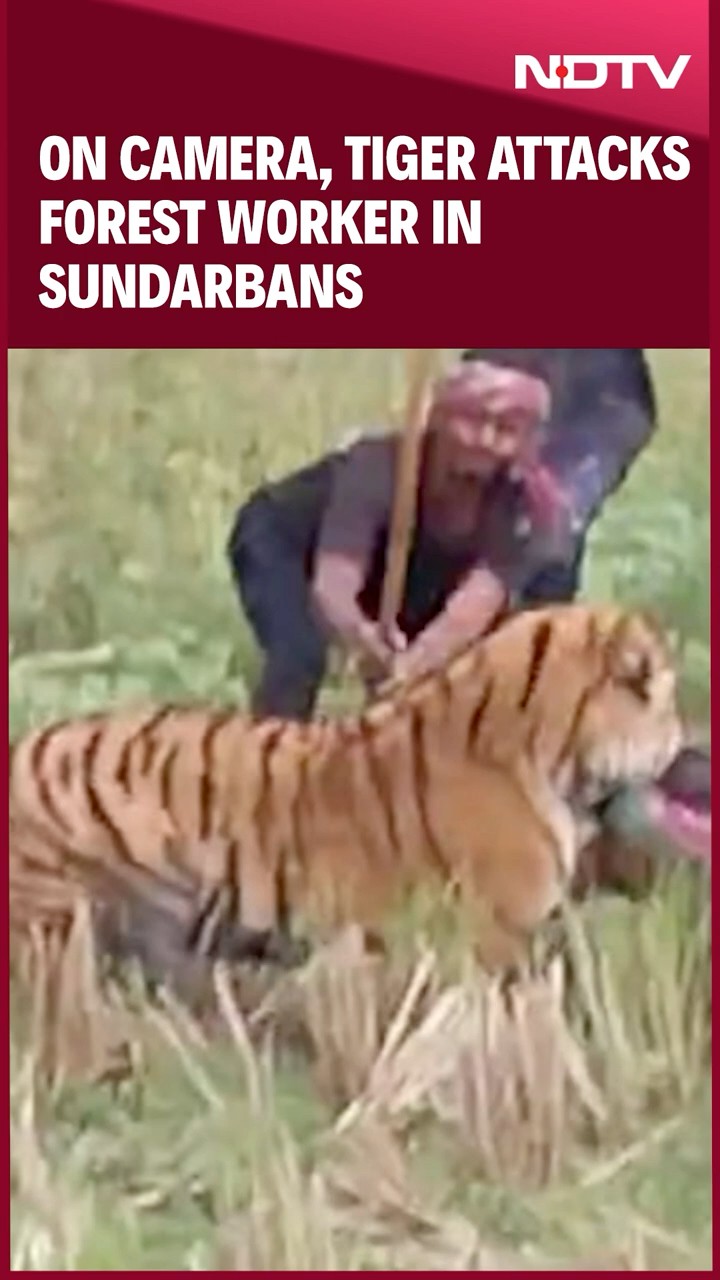 Sundarbans Tiger Attack | On Camera, Tiger Attacks Forest Worker In Sundarbans. How He Was Rescued