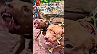 duniya👉 ke sabse khatarnak 🫣dog breeds🐕‍🦺 jinko na palo to behtar🤔 hai #viral #shorts #dog #pitbull
