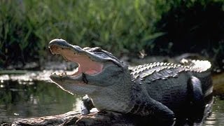 FATAL ALLIGATOR ENCOUNTER........... MAYBE?