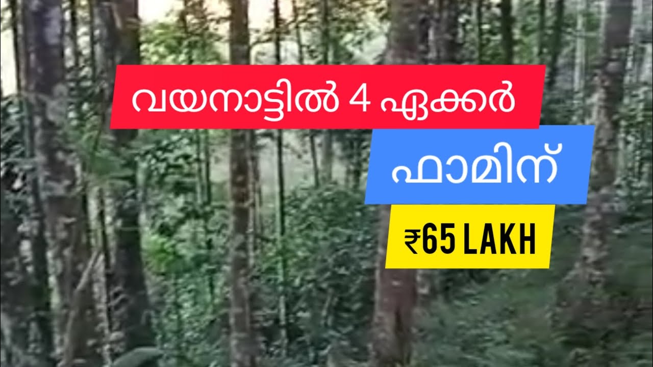 4 Acre Agricultural Farm Land For Sale Wayanad (total 65 ലക്ഷം