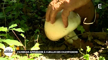 Où trouver des champignons au Québec ?
