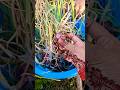 Harvesting is Happiness #trending #gardening #viral #plants #greenrooftop