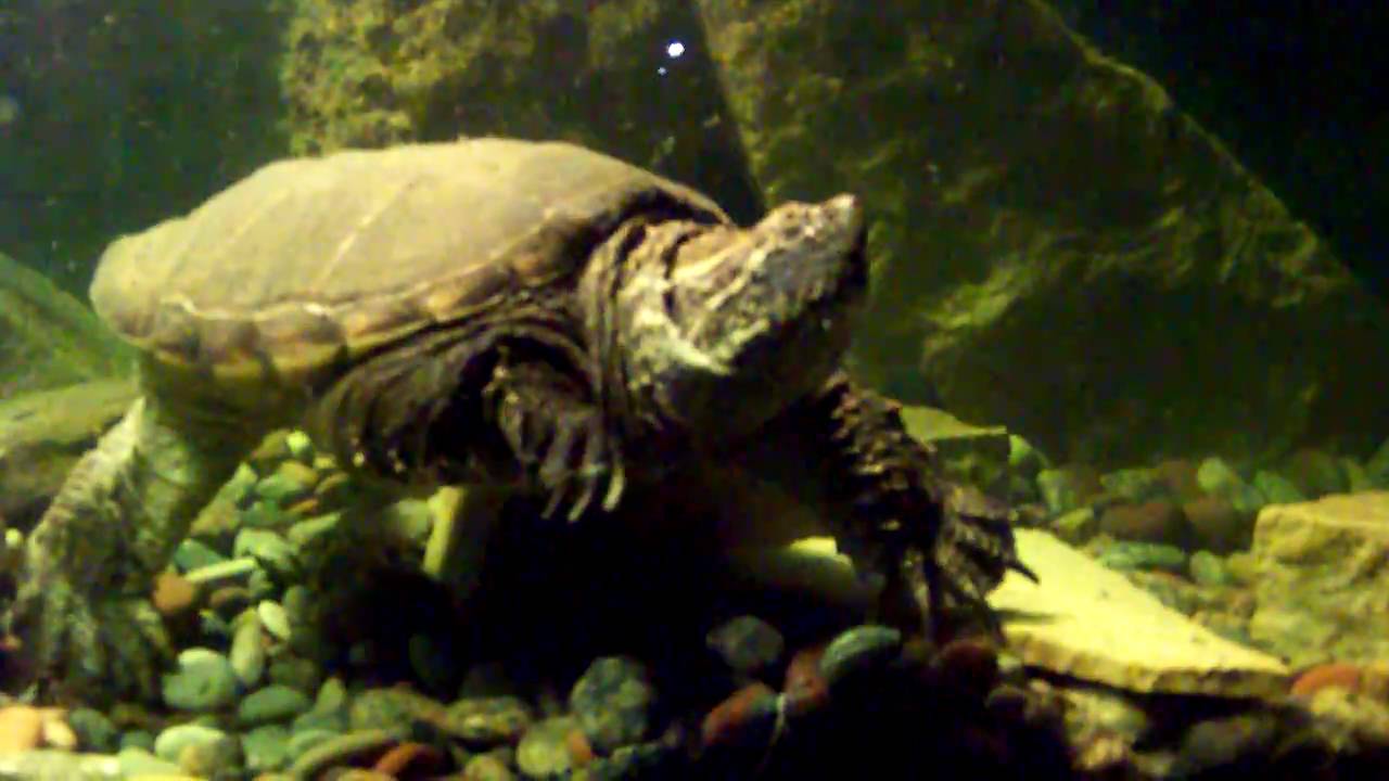 Snapping Turtle Kills and Eats Mouse