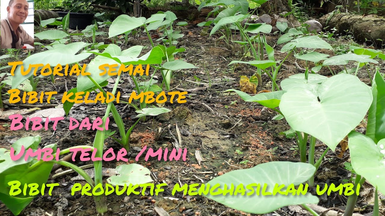 Bibit semai dari umbi telor, talas atau keladi mbote
