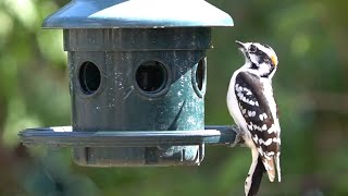 Backyard Bird Feeder - 10 Hours - April 29, 2022