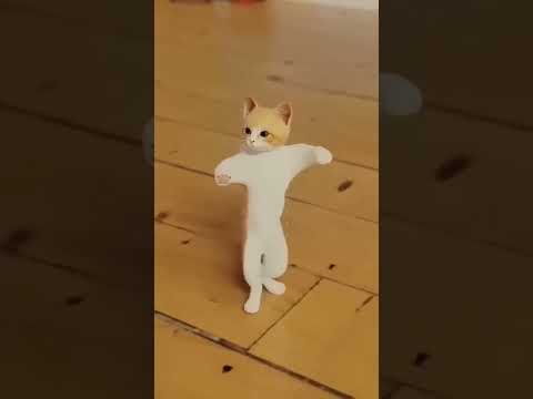 cat dance ju ju