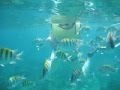 Snorkeling in the bahamas   athol island nassau bahamas