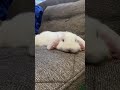 Cute baby bunny sneeze