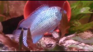 Download Lagu andinoacara aequidens pulcher neonblau breeding neonblauer Buntbarsch