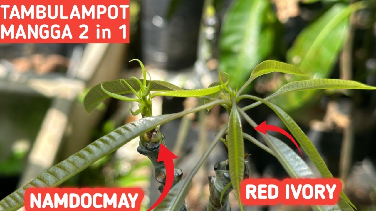 Solusi Pembibitan Mangga di Lahan Urban | Kombinasi Mangga Red Ivory-Namdocmay