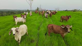 AgroEmpresarial El Progreso  La Montañita Caquetá