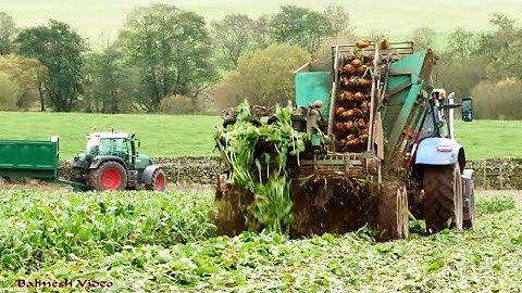 Beet that!  - Harvesting Fodder Beet with New Holland and Fendts.