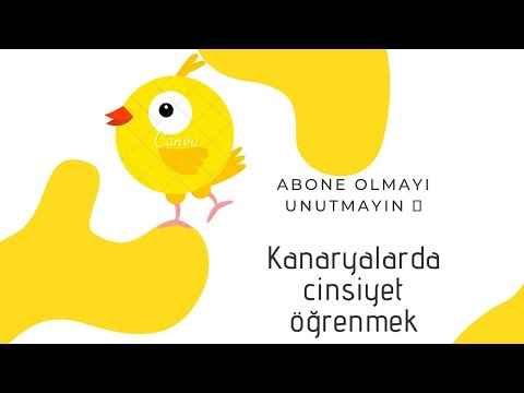 Erkek ve dişi kanarya cinsiyet ayrımı ? Erkek kanarya nasıl olur ? Dişi kanarya nasıl olur. ?