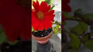 Gerbera Daisy Blooms