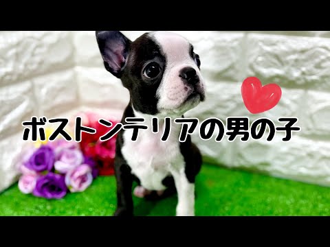 ボストンテリアの子犬　（和歌山）