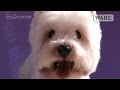 Grooming Guide - West Highland White Terrier Pet Trim - Pro Groomer