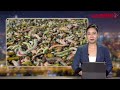 “Bom bẩn” 1 tấn heo chết, vẫn được thu mua đem tiêu thụ  | VTC News