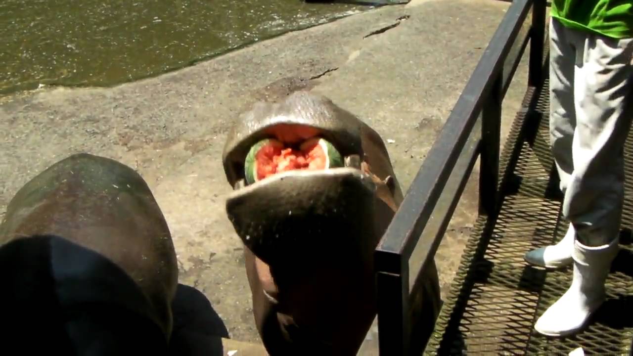 長崎バイオパーク　カバの食事