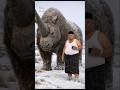 ELASMOTHERIUM: Unicorn Raksasa Zaman Es yang Beratnya 4 Ton! #hewanpurba #faktaunik