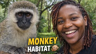 Monkeys at City Park Parklands Nairobi 🐒 | Exploring the Monkey Habitat in Nairobi.