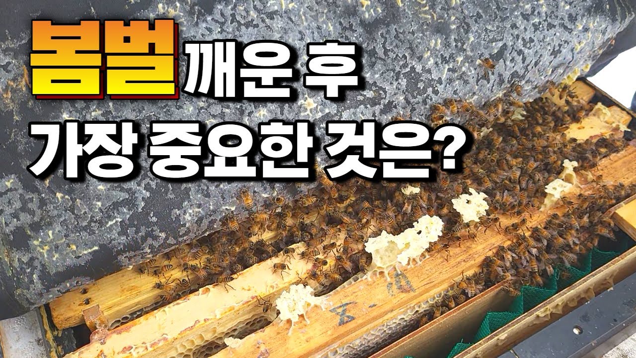 성공적인 봄벌 관리를 위해서는 이것이 필수!!