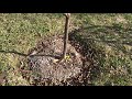 Transplanting Hydrangea Paniculata during Dormancy