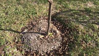 Transplanting Hydrangea Paniculata during Dormancy by Botanical Real  169 views 1 year ago 6 minutes, 58 seconds