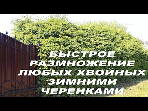 Как размножать и выращивать туи. Быстрая изгородь из ёлок