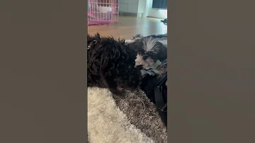 My Toy Lulu The Doodle Ruby Belle 