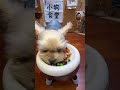 狗狗熟自制|人狗共吃健康营养餐|三文鱼时蔬炒饭#狗狗鲜食 #狗狗吃播 #不挑食小狗 #约克夏 #萌宠推荐官