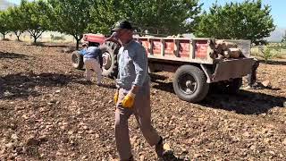 3 T (Tarlada Taş Toplama) | The 3 Ts: Stone Gathering in the Field