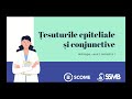 Țesuturile Epiteliale și Conjunctive Sesiunile De Mentorat Histologie Anul 2 Semestrul 1