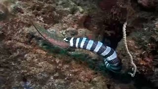 Морская змея Желтогубый плоскохвост ест мурену