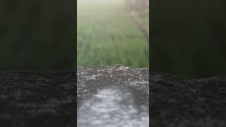 Mashaa Allah