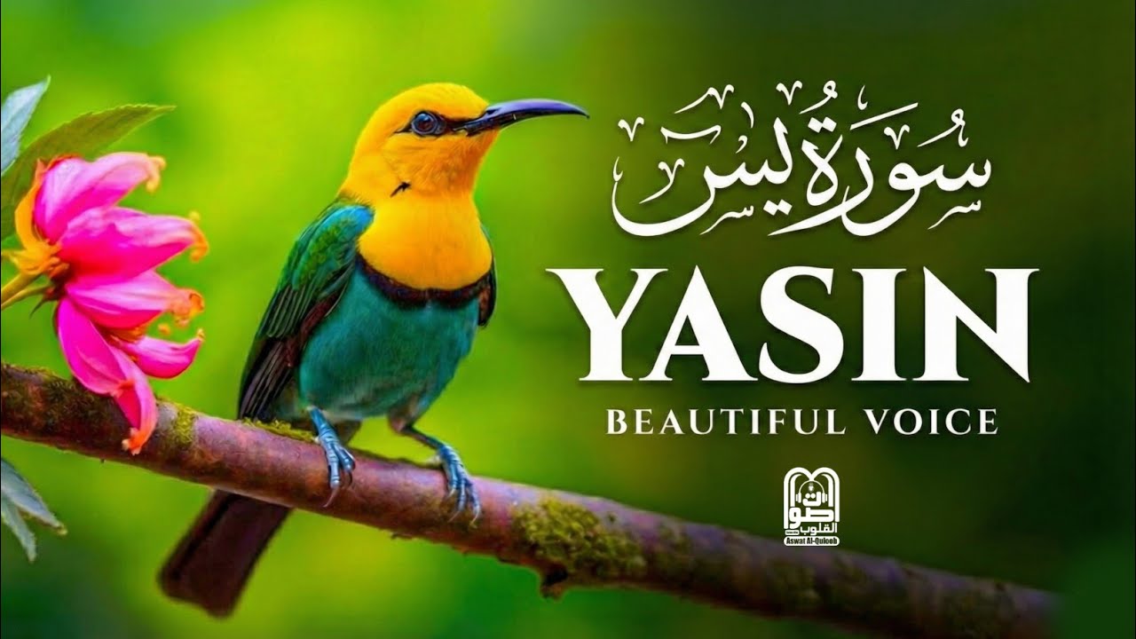 Surah Yasin (Yaseen) for Healing | Relieve Stress, Depression & Anxiety | سورة يس | #surahyaseen
