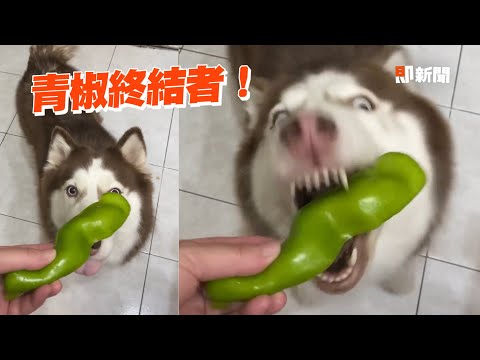 哈士奇愛吃蔬果🥦 見青椒兩眼放光狂啃｜狗｜寵物｜素食｜精選影片
