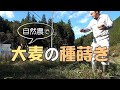 【自然農】大麦(六条大麦、モチ裸麦）の種蒔き「ばらまき 」[Natural farming] Barley sowing